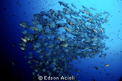 Atlantic spadefish in Recife, Pernambuco. by Edson Acioli 